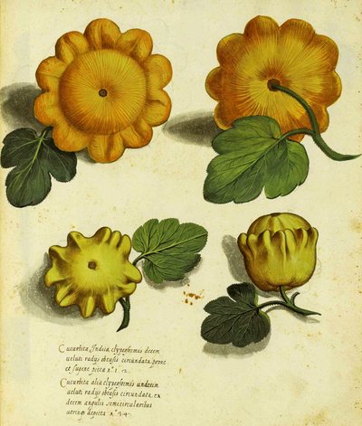 Heirloom Squash, plate published in Piante Fiori Frutti by Italian School